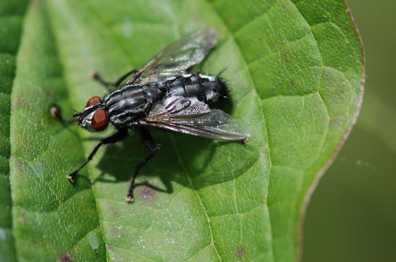 Muscidae Helina sp.